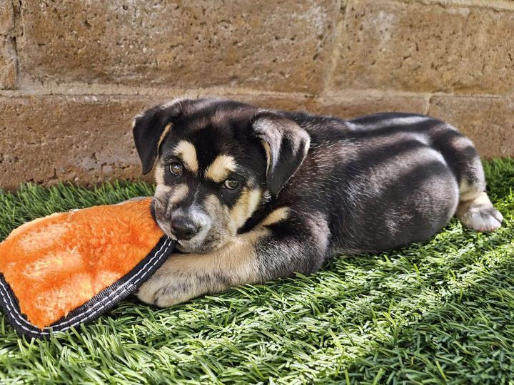 English bulldog shepherd sales mix