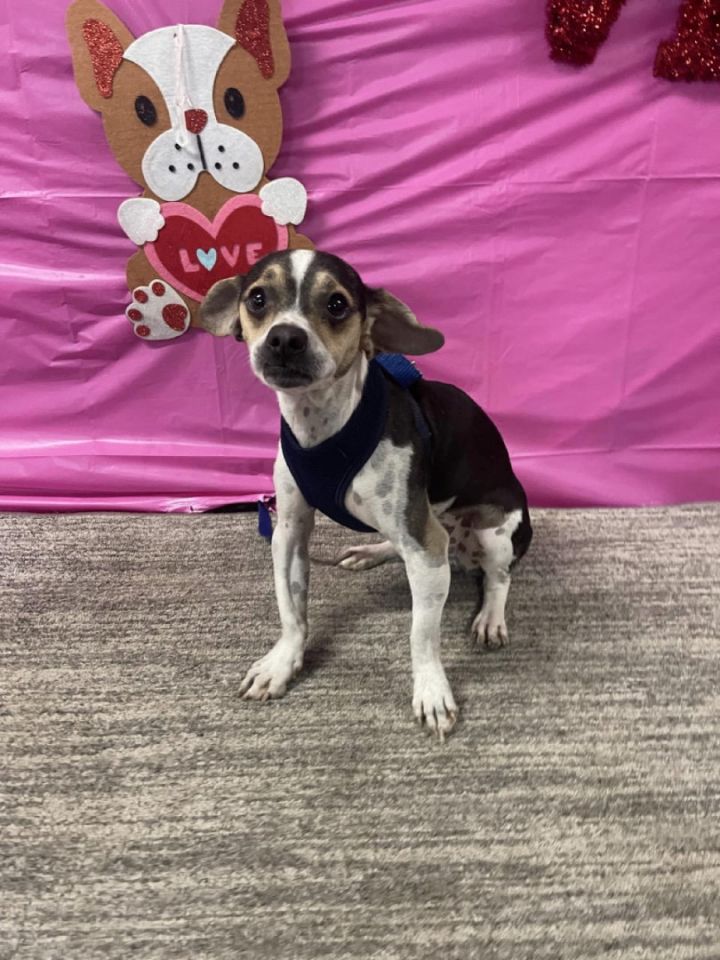 Chihuahua and beagle mix hot sale puppies