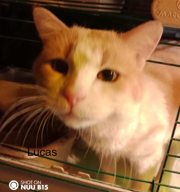 Lucas- Feline Leukemia 1