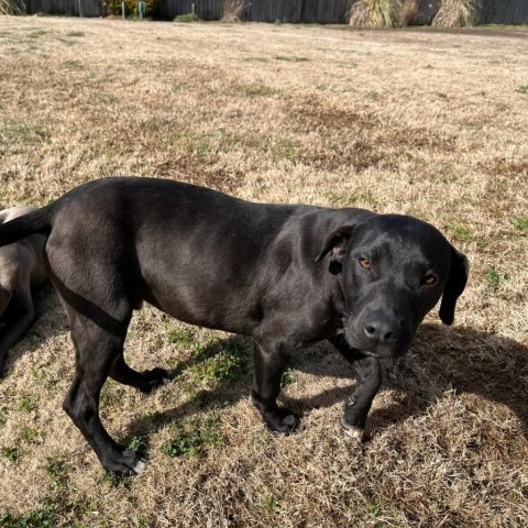 Sampson, an adoptable Labrador Retriever in Wadena, MN, 56482 | Photo Image 2