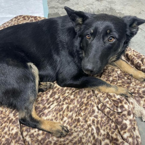 Allie, an adoptable Shepherd in Wadena, MN, 56482 | Photo Image 1