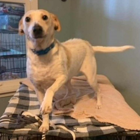 Serenity, an adoptable Hound, Mixed Breed in Wadena, MN, 56482 | Photo Image 1