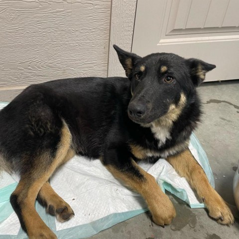 Ava, an adoptable Shepherd in Wadena, MN, 56482 | Photo Image 1