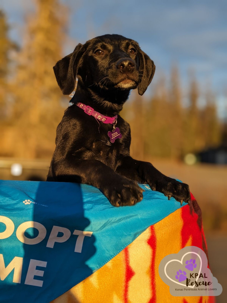 Carrier - Mail Litter, an adoptable Mixed Breed in Kenai, AK, 99611 | Photo Image 4