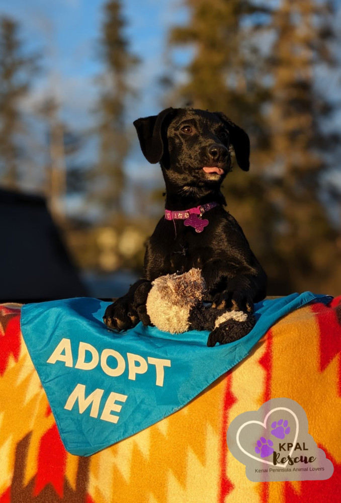 Carrier - Mail Litter, an adoptable Mixed Breed in Kenai, AK, 99611 | Photo Image 5