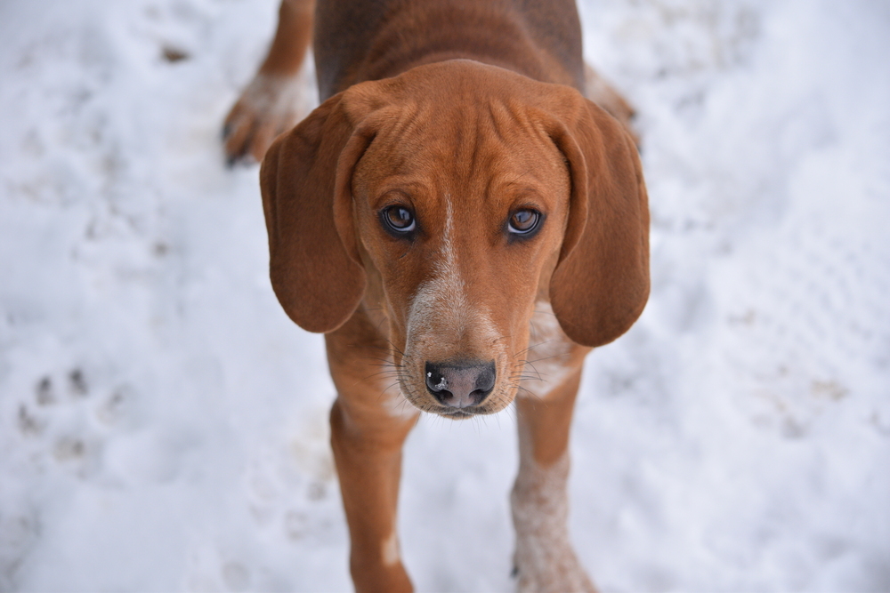 Copper, an adoptable Treeing Walker Coonhound, Bloodhound in Salmon, ID, 83467 | Photo Image 1