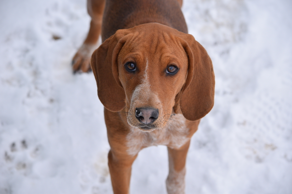Copper, an adoptable Treeing Walker Coonhound, Bloodhound in Salmon, ID, 83467 | Photo Image 2
