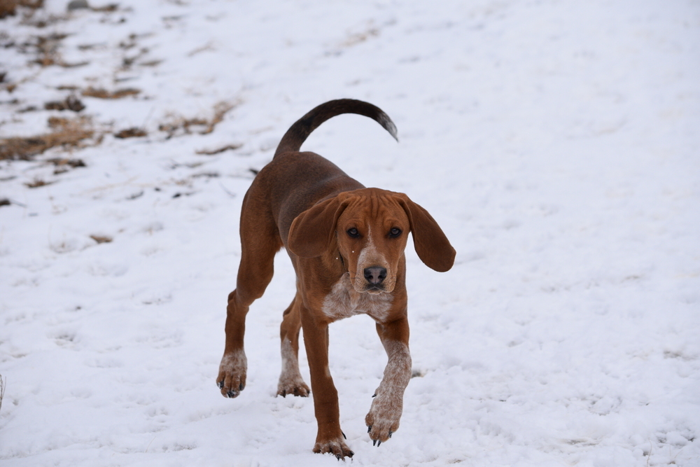 Copper, an adoptable Treeing Walker Coonhound, Bloodhound in Salmon, ID, 83467 | Photo Image 3