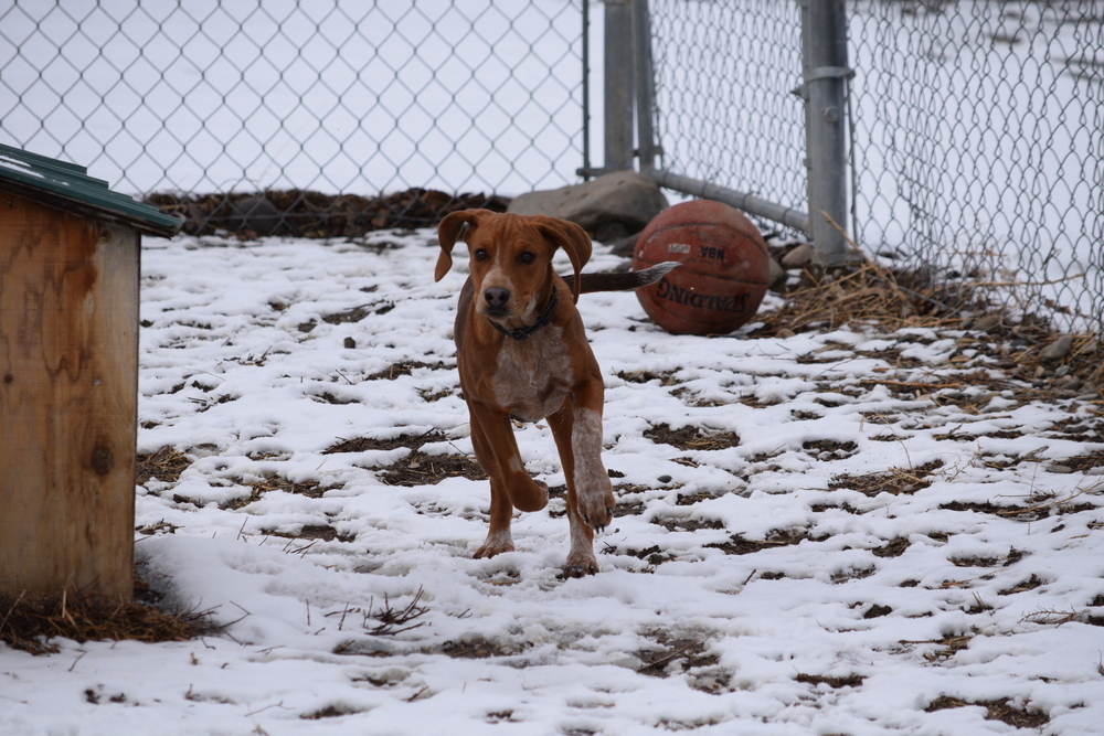Copper, an adoptable Treeing Walker Coonhound, Bloodhound in Salmon, ID, 83467 | Photo Image 4