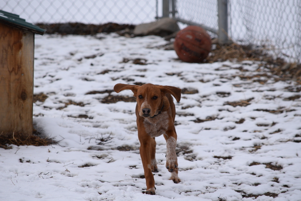 Copper, an adoptable Treeing Walker Coonhound, Bloodhound in Salmon, ID, 83467 | Photo Image 5