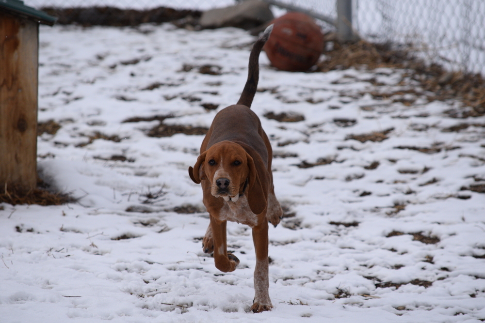 Copper, an adoptable Treeing Walker Coonhound, Bloodhound in Salmon, ID, 83467 | Photo Image 6