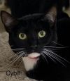 Cybil - Center photo 3