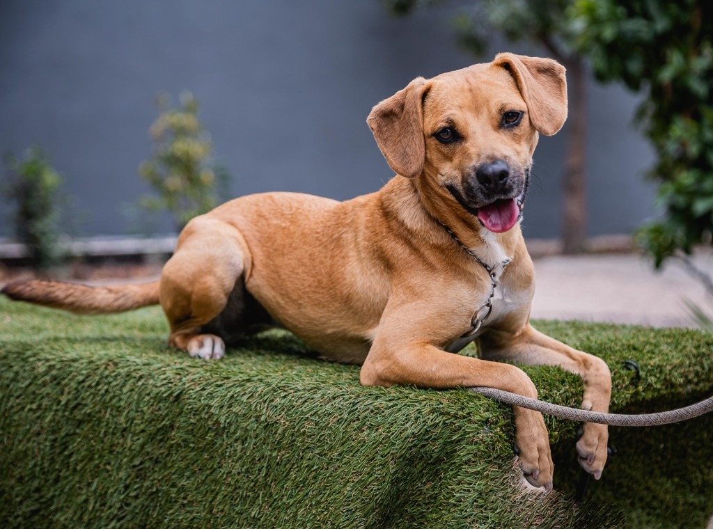 Nugget, an adoptable Hound, Black Mouth Cur in Anacortes, WA, 98221 | Photo Image 1