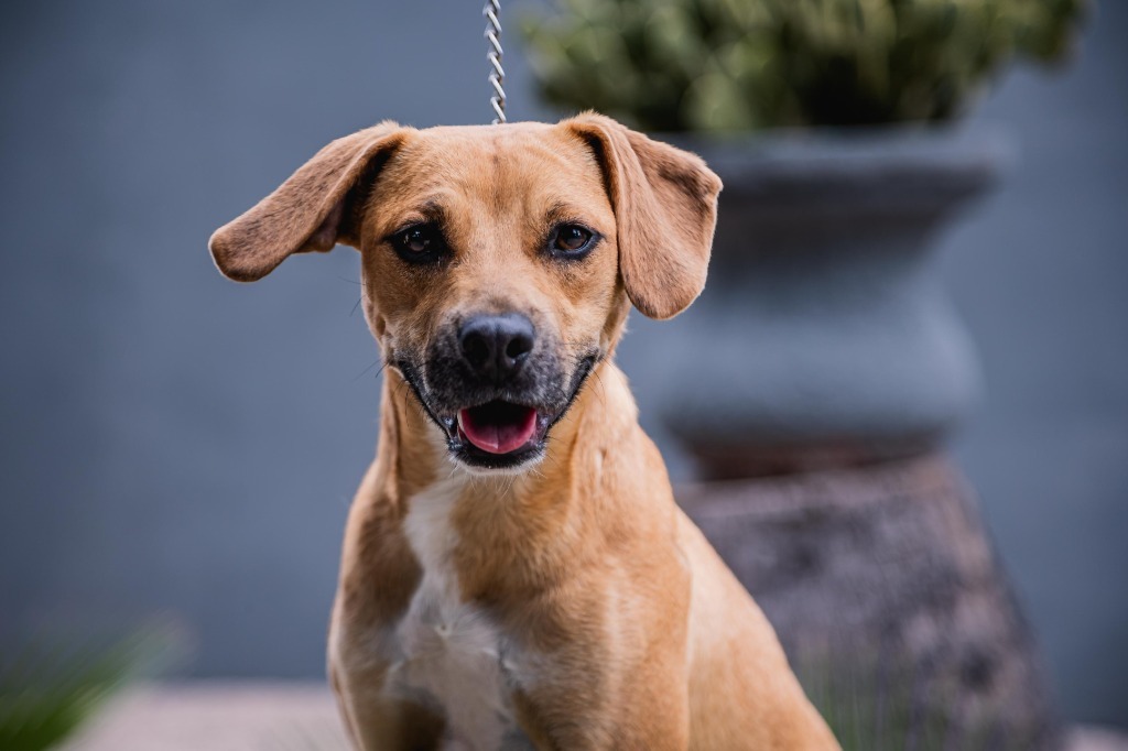 Nugget, an adoptable Hound, Black Mouth Cur in Anacortes, WA, 98221 | Photo Image 2