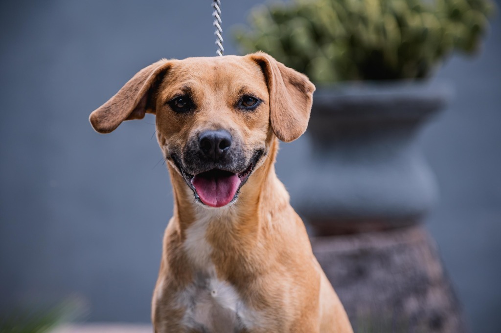Nugget, an adoptable Hound, Black Mouth Cur in Anacortes, WA, 98221 | Photo Image 3