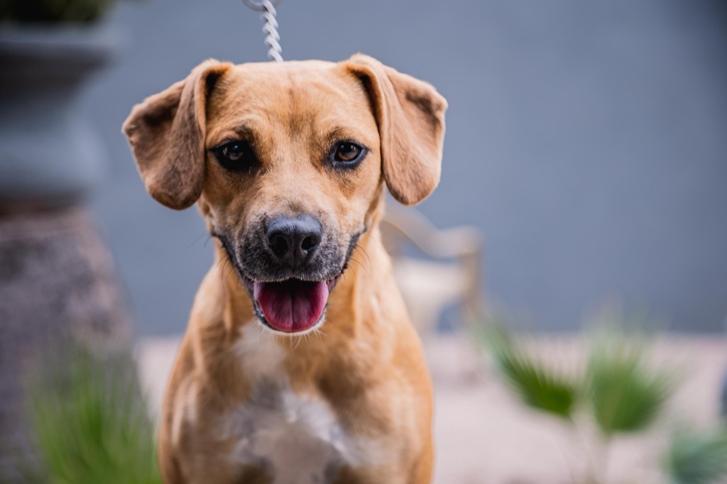 Nugget, an adoptable Hound, Black Mouth Cur in Anacortes, WA, 98221 | Photo Image 4