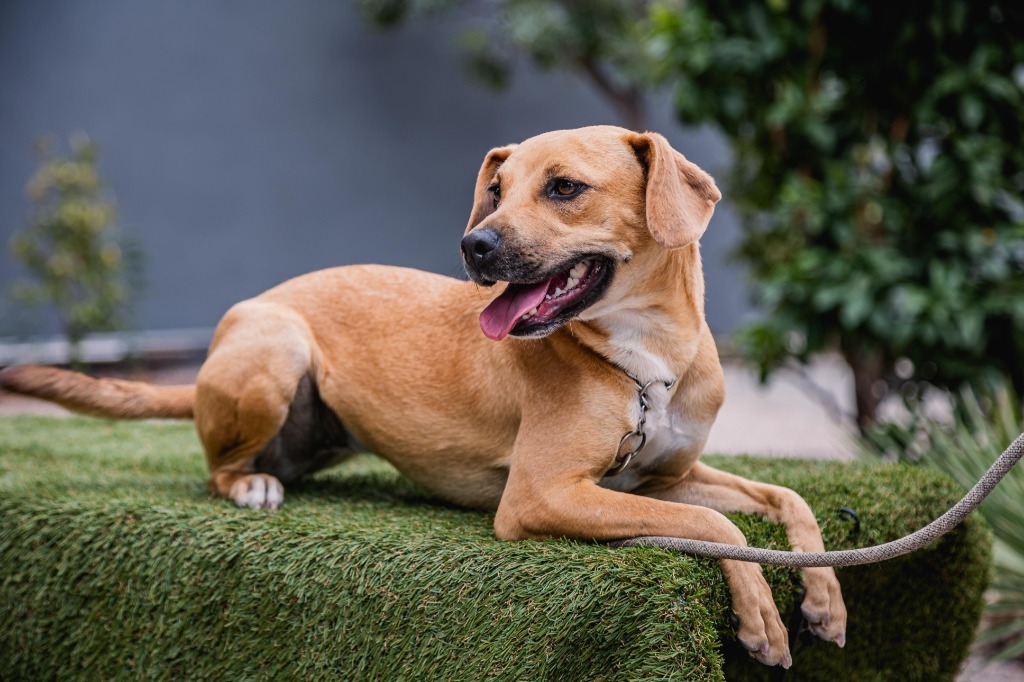 Nugget, an adoptable Hound, Black Mouth Cur in Anacortes, WA, 98221 | Photo Image 5