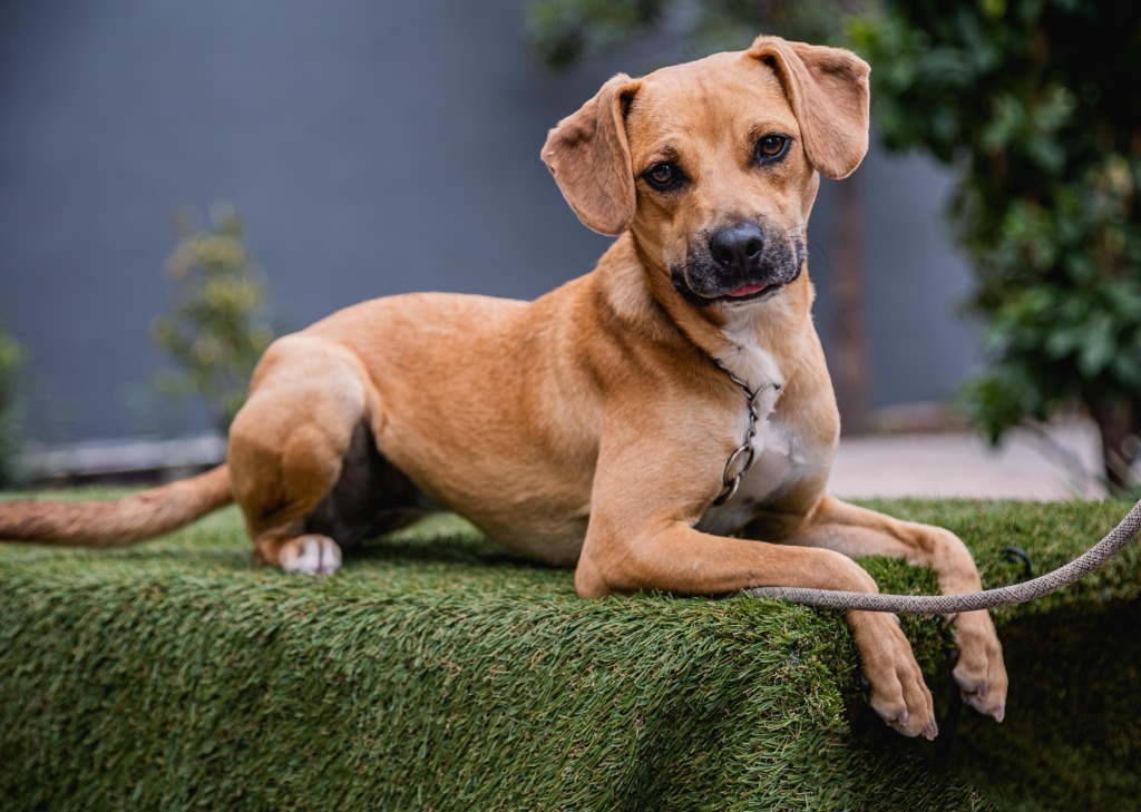 Nugget, an adoptable Hound, Black Mouth Cur in Anacortes, WA, 98221 | Photo Image 6