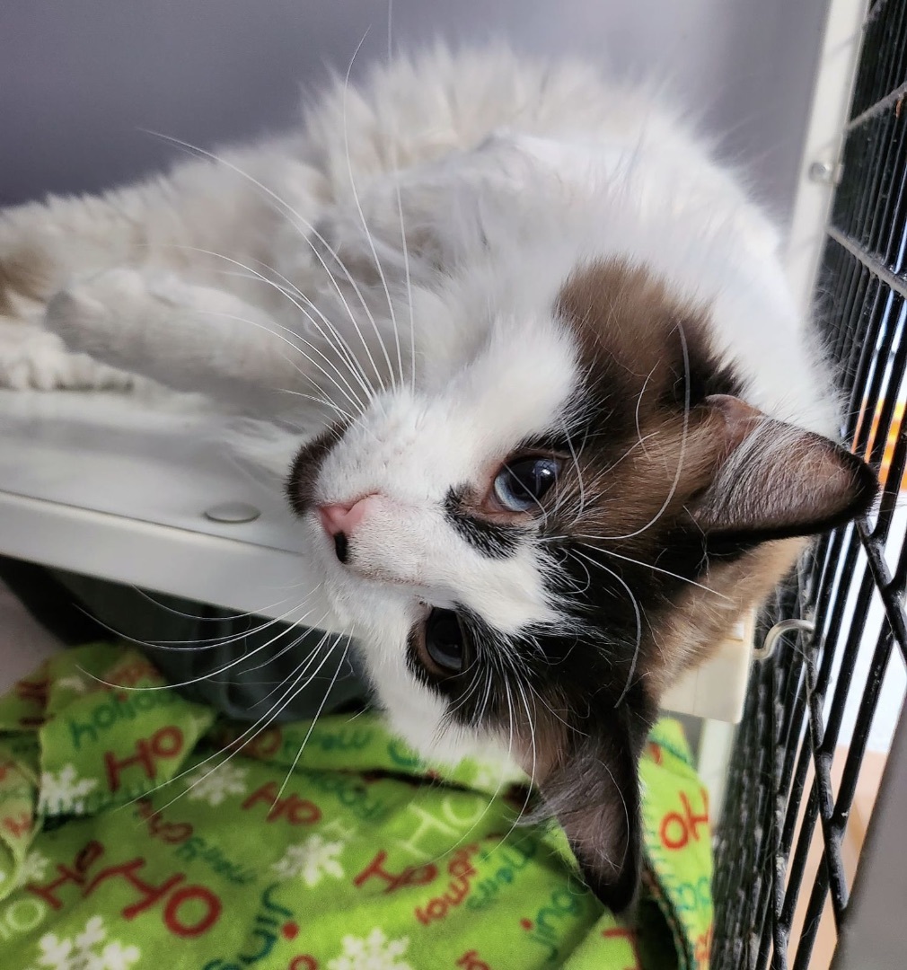 Hiccup, an adoptable Ragdoll, Snowshoe in Eglin AFB, FL, 32542 | Photo Image 1