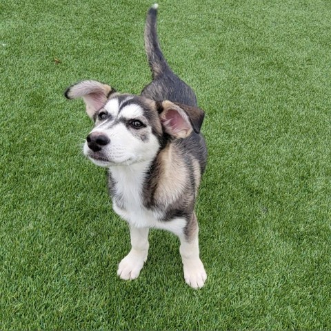 Dog for adoption Darren a Husky in West Islip NY Petfinder