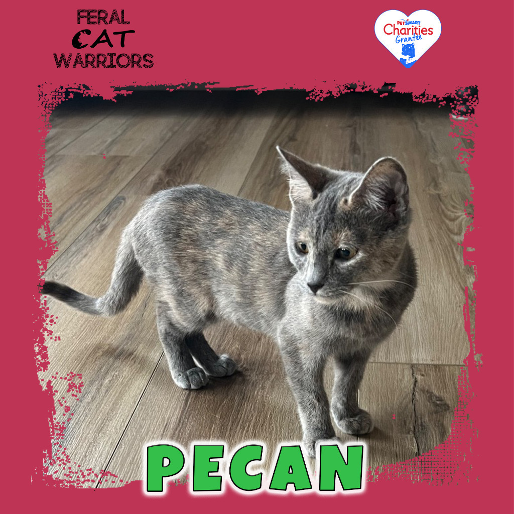 Pecan 2.0, an adoptable Domestic Short Hair in Kingman, AZ, 86401 | Photo Image 1