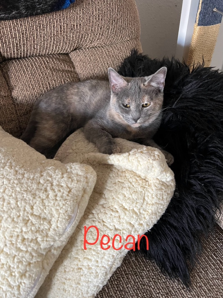 Pecan 2.0, an adoptable Domestic Short Hair in Kingman, AZ, 86401 | Photo Image 3