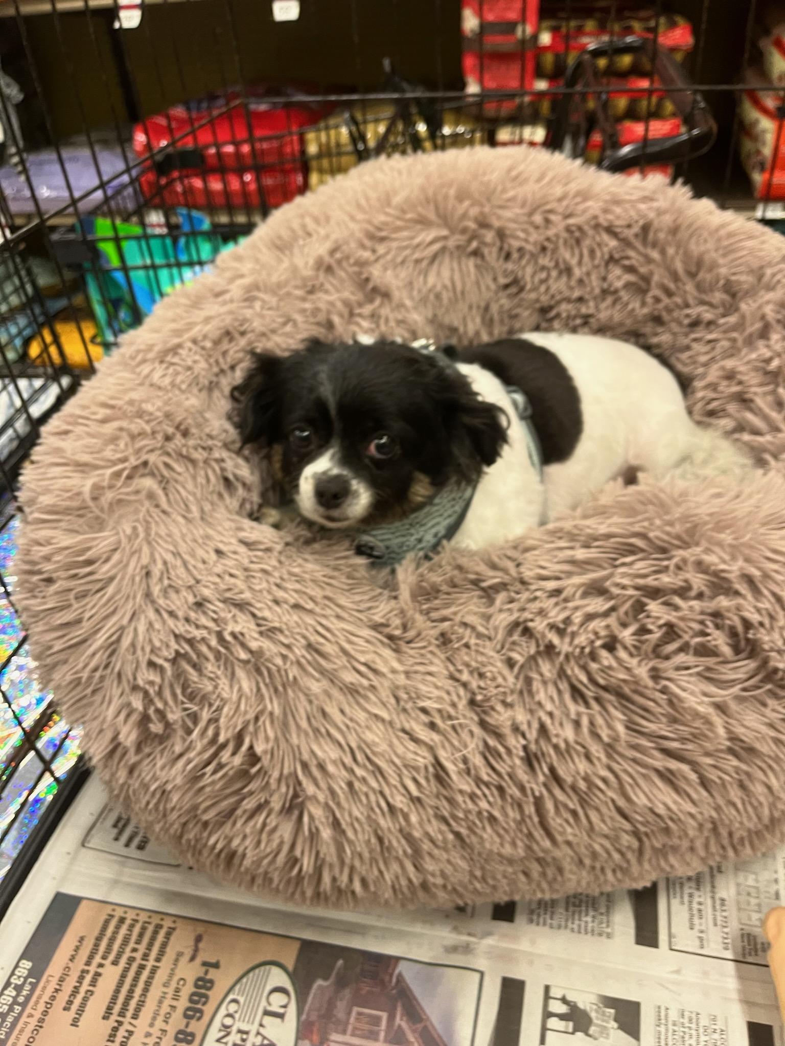 Fluffy, an adoptable Chihuahua, Pomeranian in Wauchula, FL, 33873 | Photo Image 1