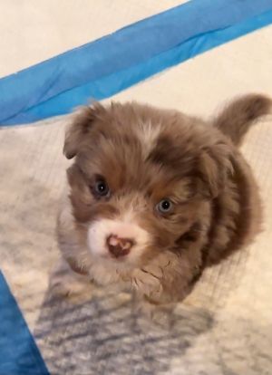 Mini australian shepherd sales petfinder