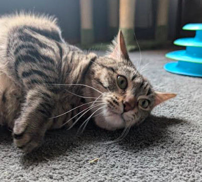 Sky, an adoptable Domestic Short Hair in Brooklyn Center, MN, 55429 | Photo Image 2