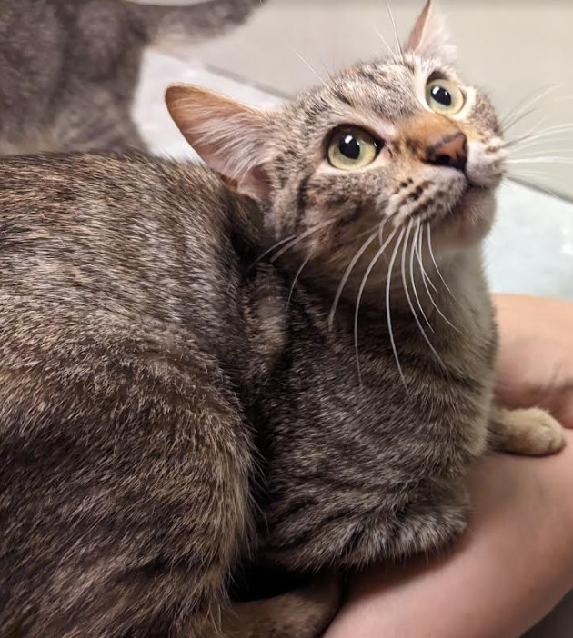 Sky, an adoptable Domestic Short Hair in Brooklyn Center, MN, 55429 | Photo Image 3