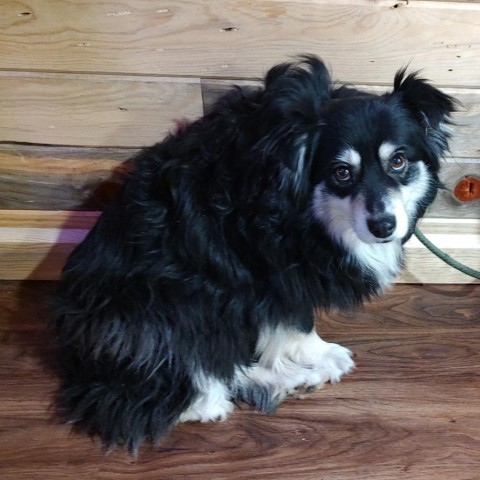 Galaxy, an adoptable Australian Shepherd in Ada, MN, 56510 | Photo Image 1