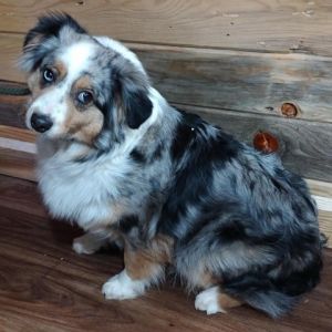 Mini australian clearance shepherd petfinder