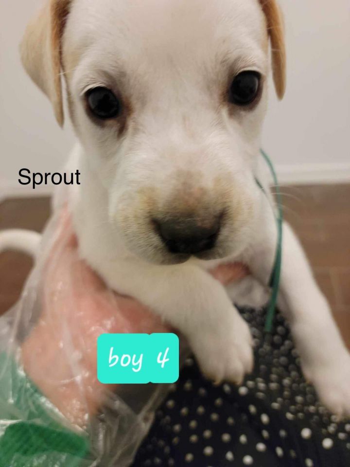 Sprout 3