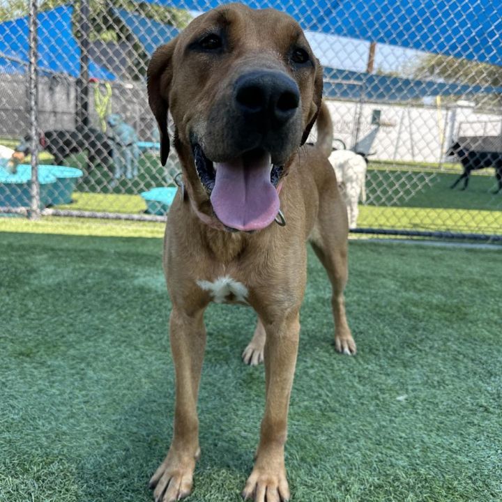 Fawn A2124088 6