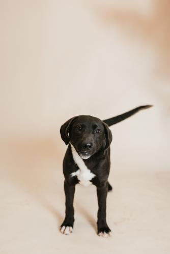 Sawyer, an adoptable Labrador Retriever in Thief River Falls, MN, 56701 | Photo Image 1