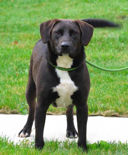 Sawyer, an adoptable Labrador Retriever in Thief River Falls, MN, 56701 | Photo Image 2