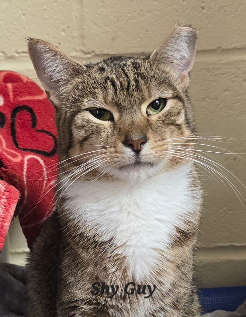 Shy Guy, an adoptable Domestic Short Hair in Cedar Rapids, IA, 52404 | Photo Image 1