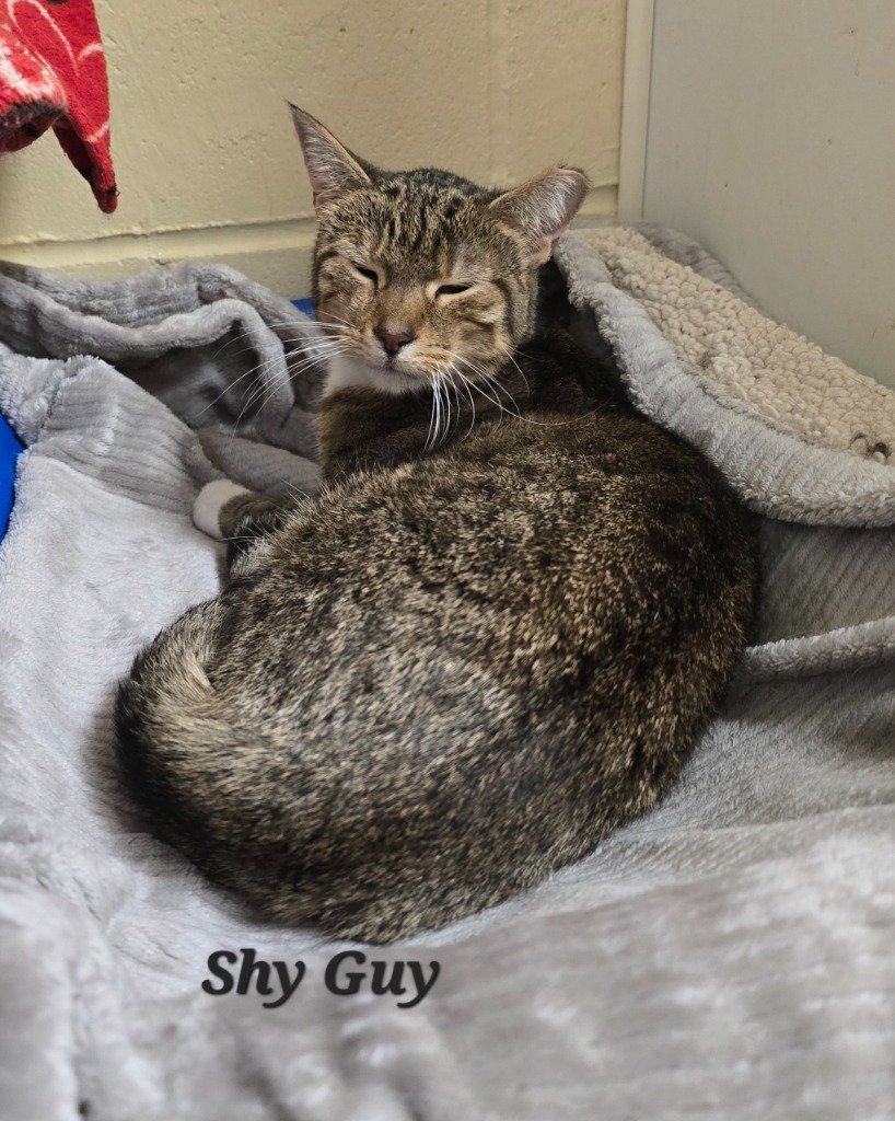 Shy Guy, an adoptable Domestic Short Hair in Cedar Rapids, IA, 52404 | Photo Image 2