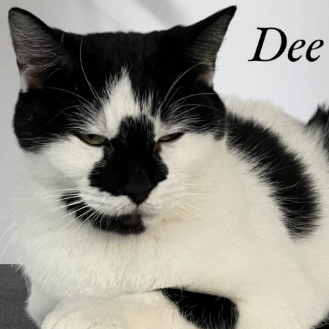 Dee (DD)
