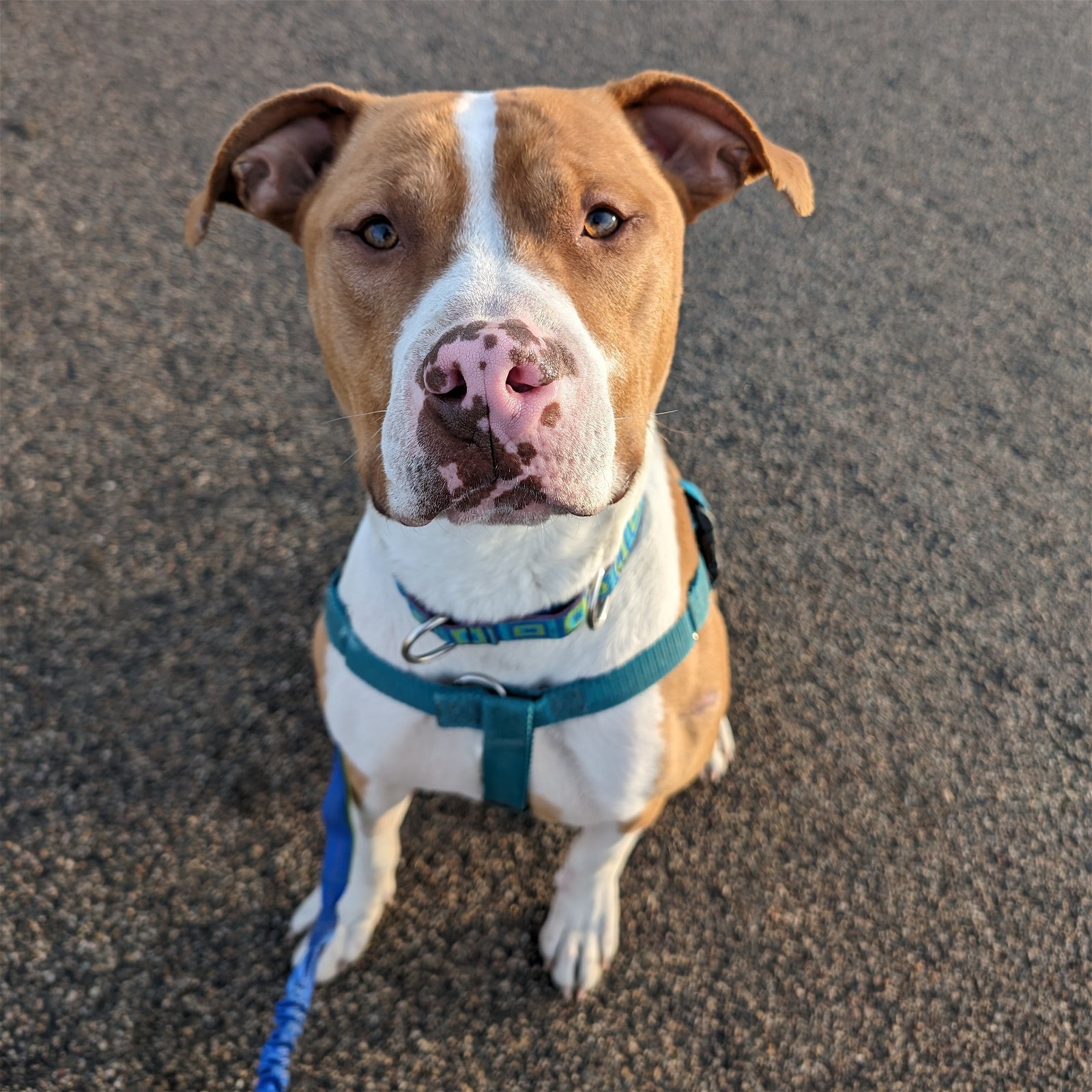 Tarzan Superfly, an adoptable Pit Bull Terrier in Fargo, ND, 58103 | Photo Image 1
