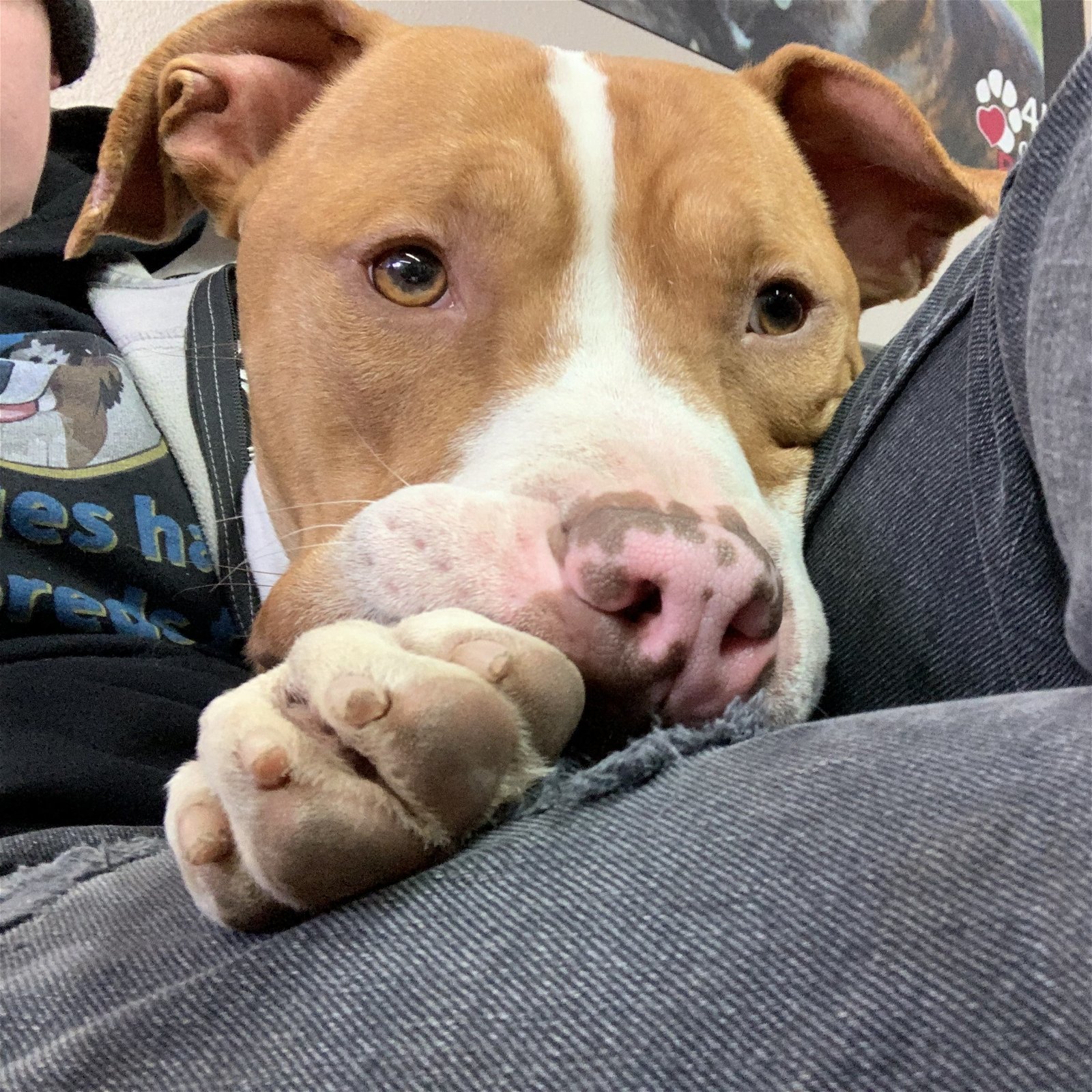 Tarzan Superfly, an adoptable Pit Bull Terrier in Fargo, ND, 58103 | Photo Image 3