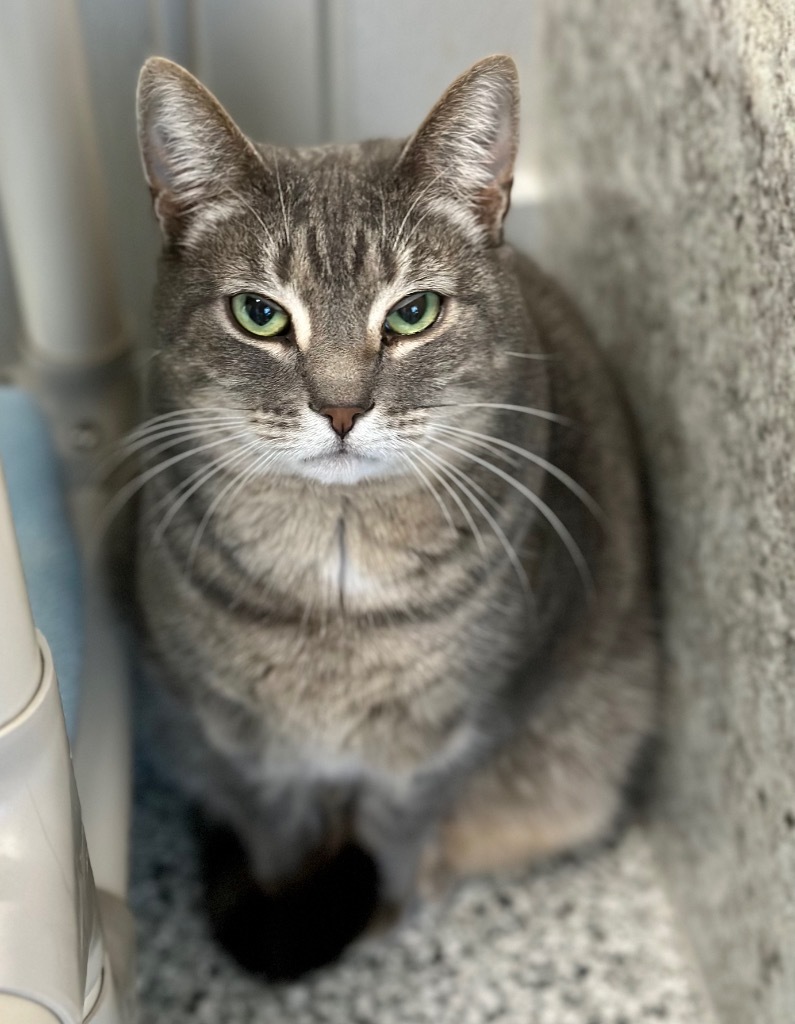 ARTEMUS, an adoptable Domestic Short Hair in New Bern, NC, 28563 | Photo Image 1