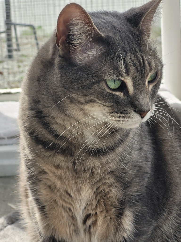 ARTEMUS, an adoptable Domestic Short Hair in New Bern, NC, 28563 | Photo Image 1