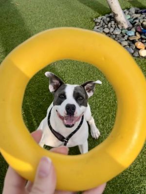 Adele, Young Female Pit Bull Terrier