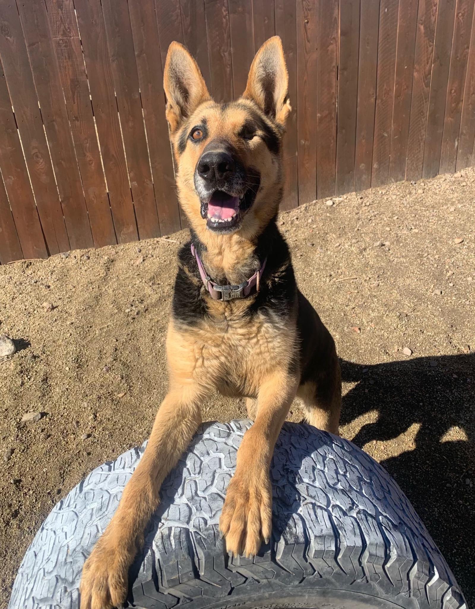 Declan, an adoptable German Shepherd Dog in Incline Village, NV, 89450 | Photo Image 1