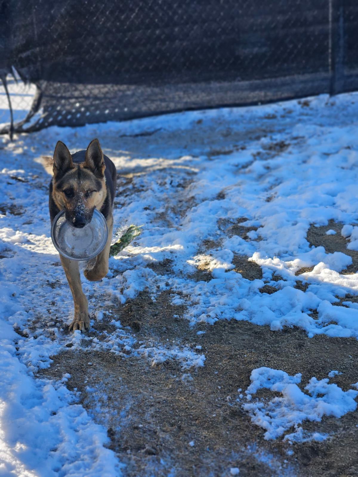 Declan, an adoptable German Shepherd Dog in Incline Village, NV, 89450 | Photo Image 2