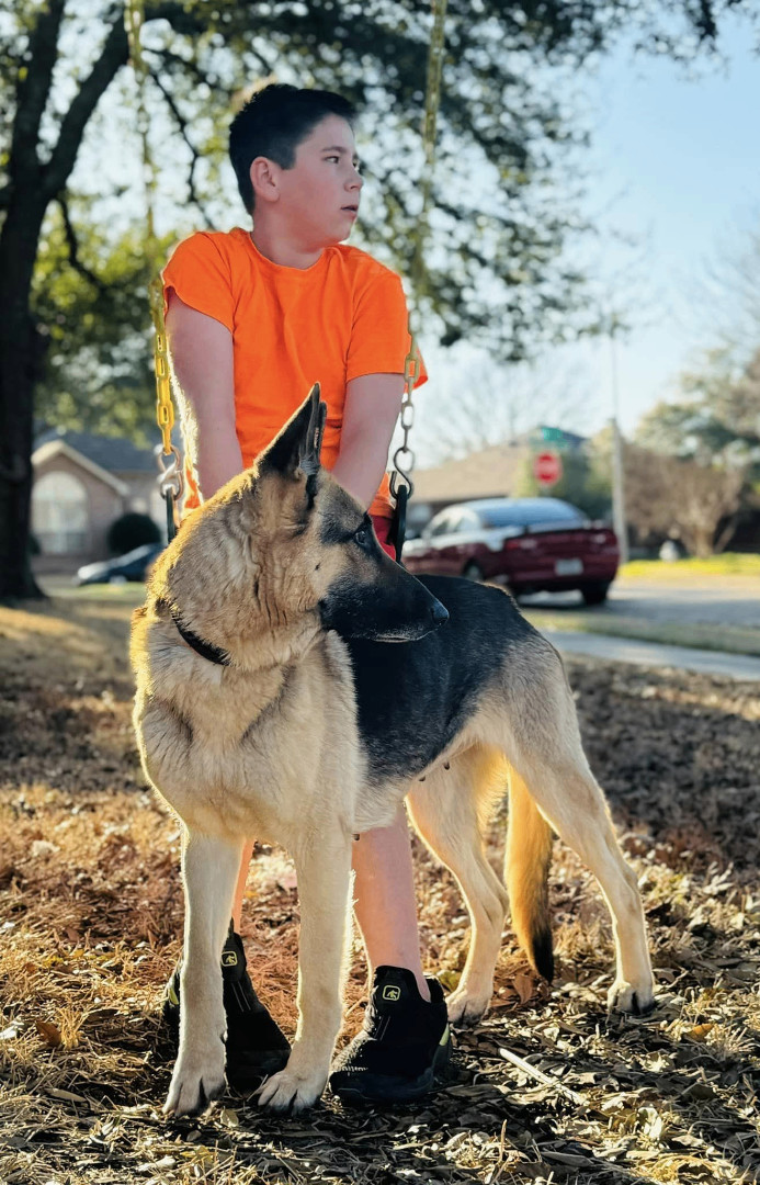 Bellevue store german shepherds