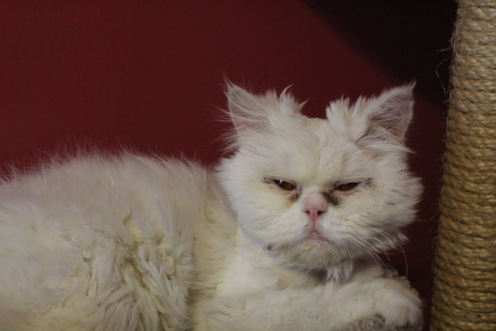 Alex, an adoptable Persian in Marion, CT, 06444 | Photo Image 1