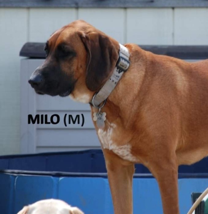 Hazzard Crew : Cooter (Milo), an adoptable Bloodhound in Aurora, IN, 47001 | Photo Image 1