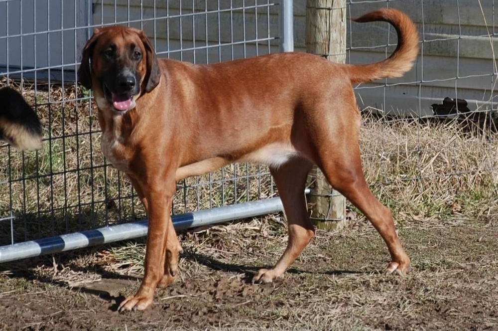 Hazzard Crew : Cooter (Milo), an adoptable Bloodhound in Aurora, IN, 47001 | Photo Image 3